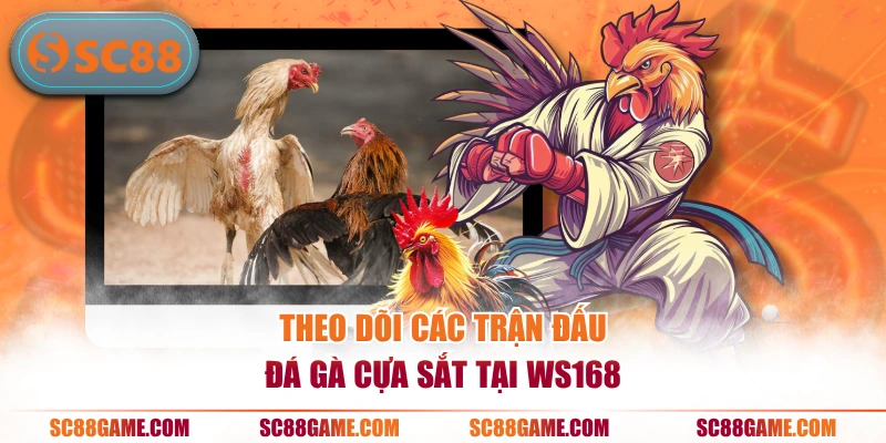 Theo dõi các trận đấu đá gà cựa sắt tại WS168